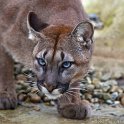 slides/IMG_2245.jpg wildlife, feline, big cat, cat, predator, fur, spot, puma, mountain lion, eye, blue, cougar WBCW64 - Puma - Mountain Lion
